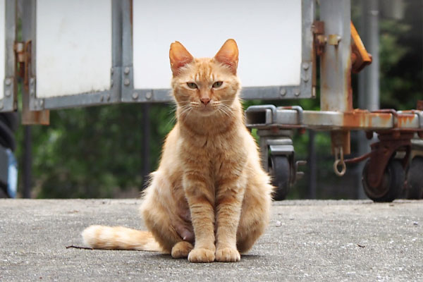 母猫　すぐに怪しむ目に