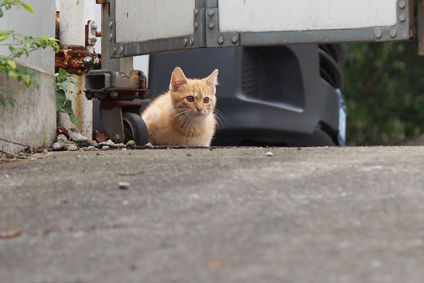 仔猫　顔出した