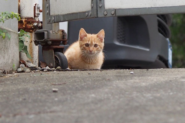 仔猫　カメラ目線だ