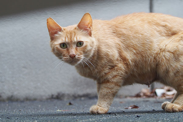 カリカリ設置　近寄って来た母猫