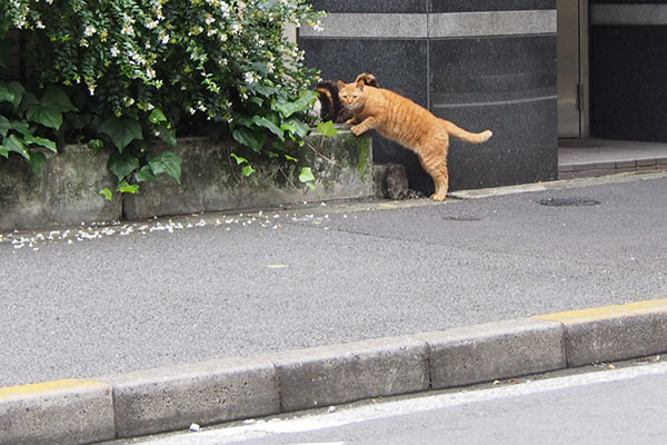 カブ　こっちを見る