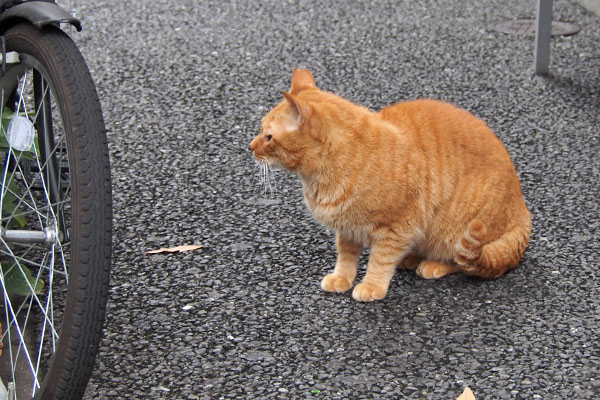 道路を渡って来たカブ