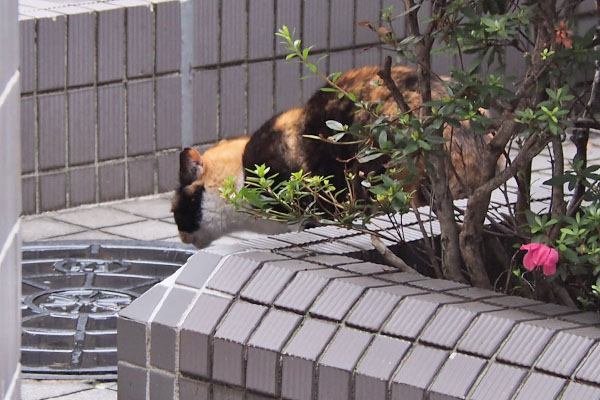 水を飲む　リコ