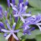 flower purple agapanthus