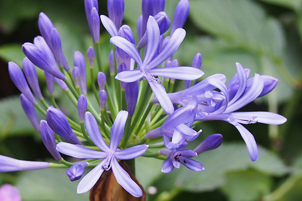 flower purple agapanthus