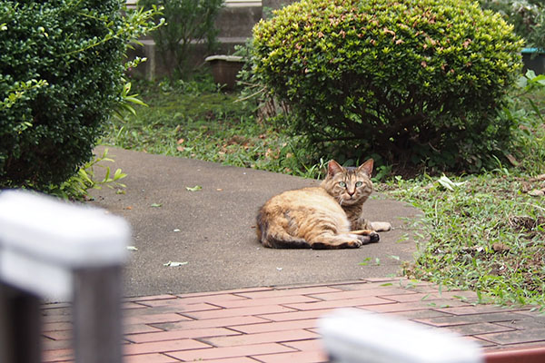 saki watching me at garden