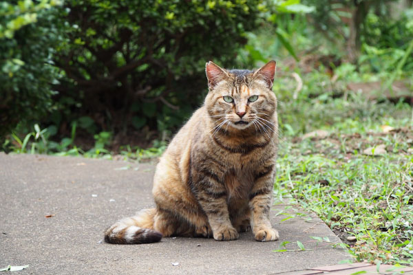 サキ　まっすぐ見る