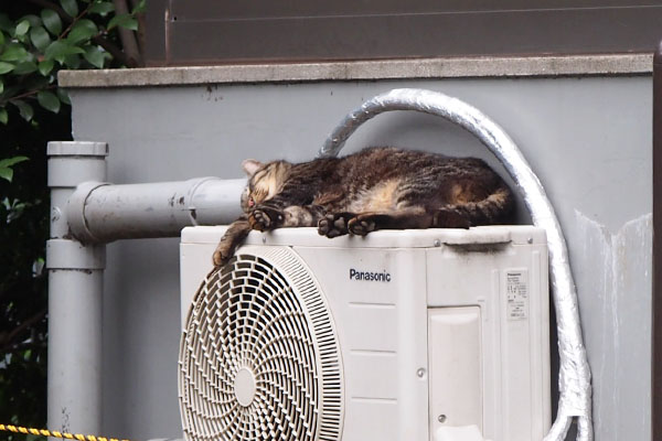 トッキー　室外機上で熟睡