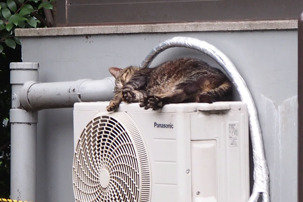 トッキー　寝たまま伸び