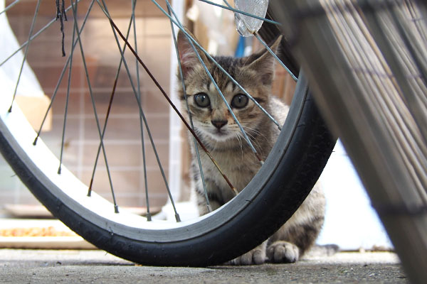 らいた　自転車越し