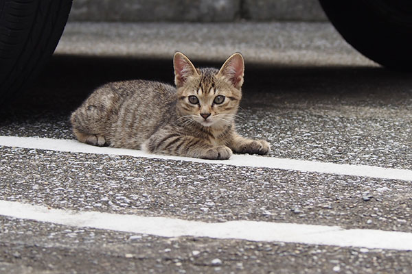 らいた　伏せ