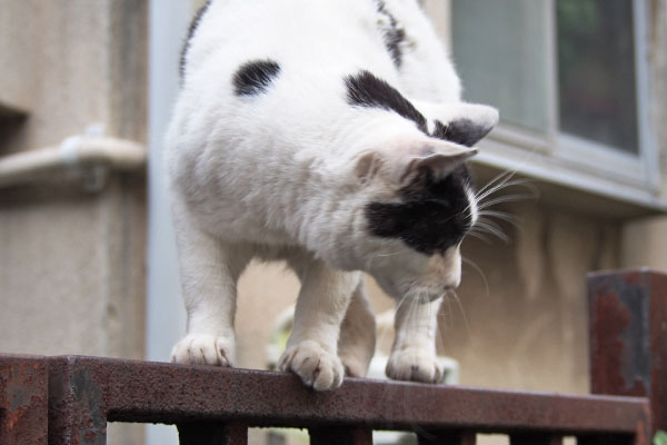 フェンス上であたふた　坊