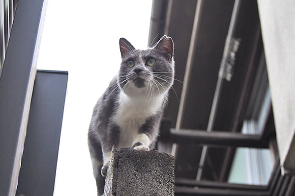 上から登場のちびにゃん