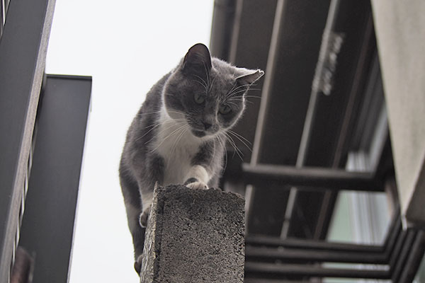 坊を発見したちびにゃん