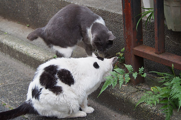 食べている坊の場所にちびニャン参加