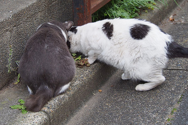 食べる２にゃん　横から