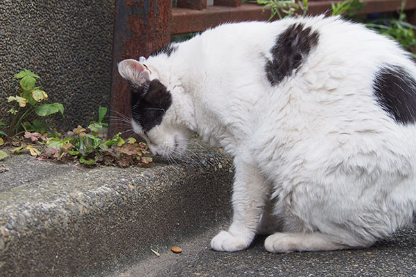 ちびにゃん離脱　一粒落ちてる