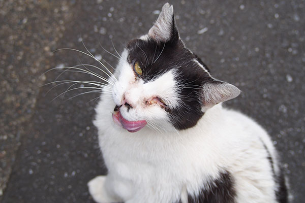 見上げたままぺろん　坊