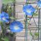 flower blue asagao