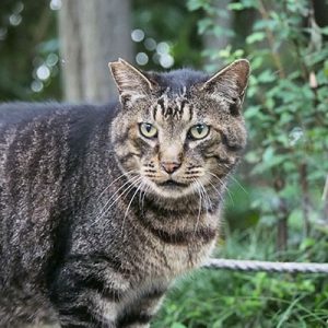 koikey face at garden