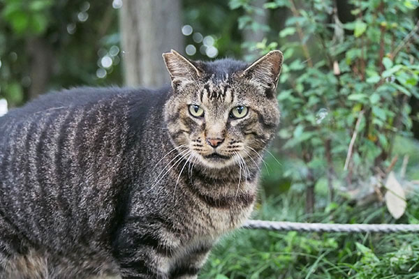 koikey face at garden