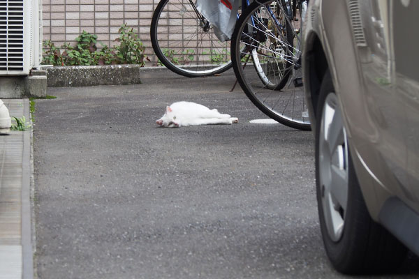 白猫さんがころりん　うさぎ