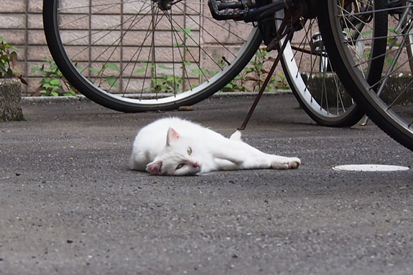 ちょっとズーム　うさぎ