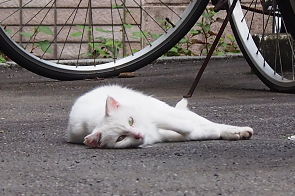 動く気はない　うさぎ