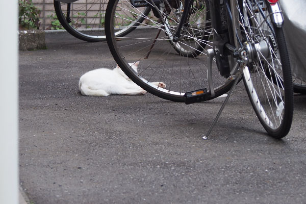 数日後も同じ場所に　うさぎ