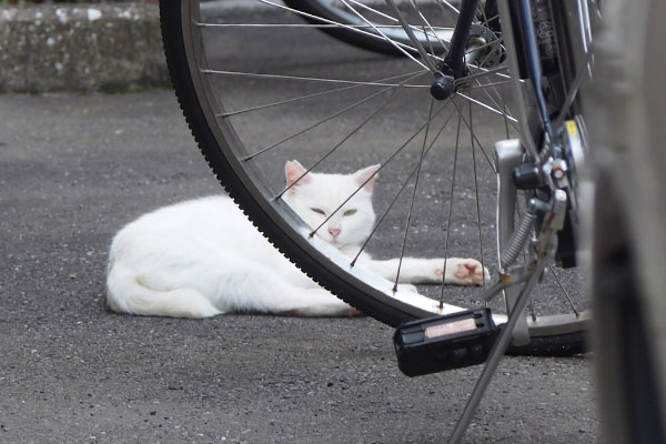 自転車越し　うさぎ