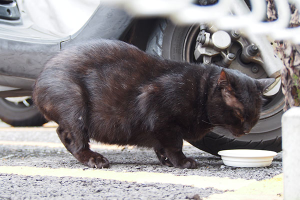 生えてる　ティアのハゲ