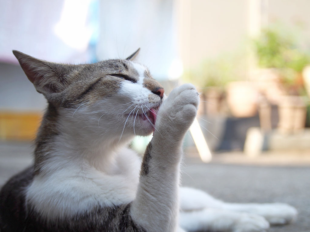 kochan washing face 