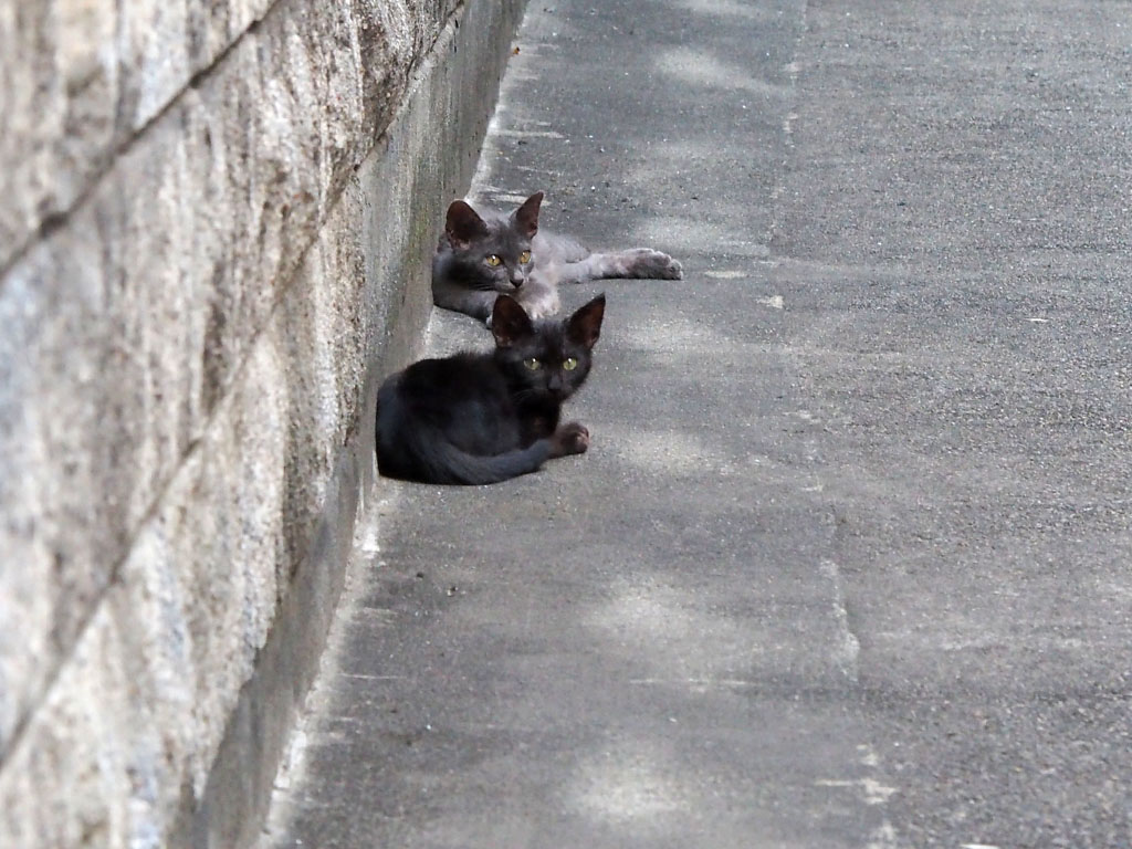 first met kittens gray and black