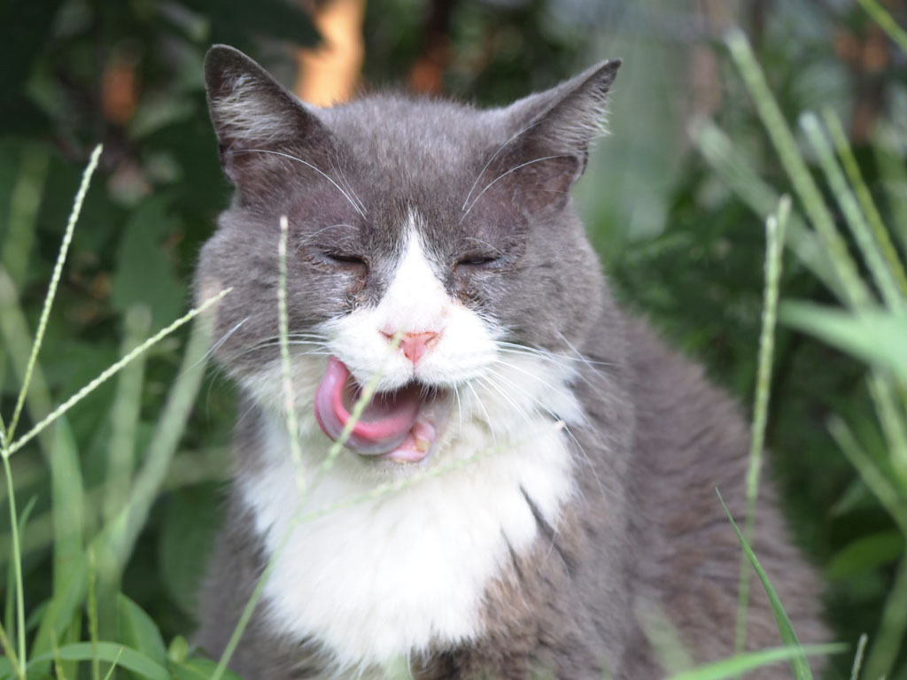 Otto after treats