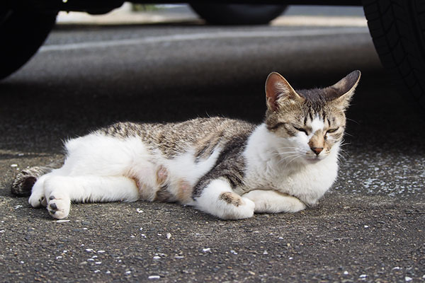 コーちゃん　目を逸らす