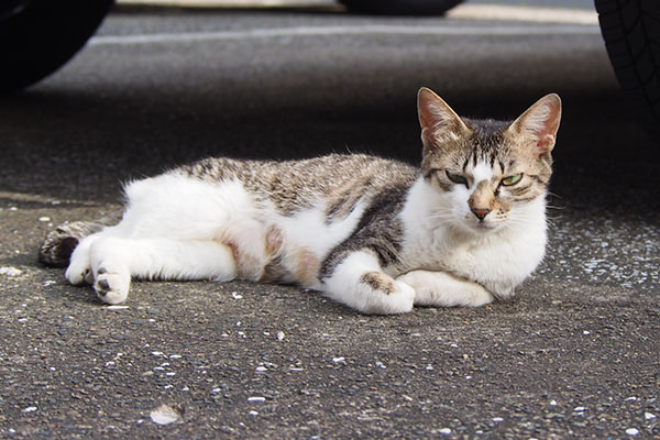 母猫コーちゃん