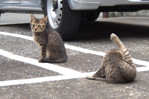 こい太とらいた