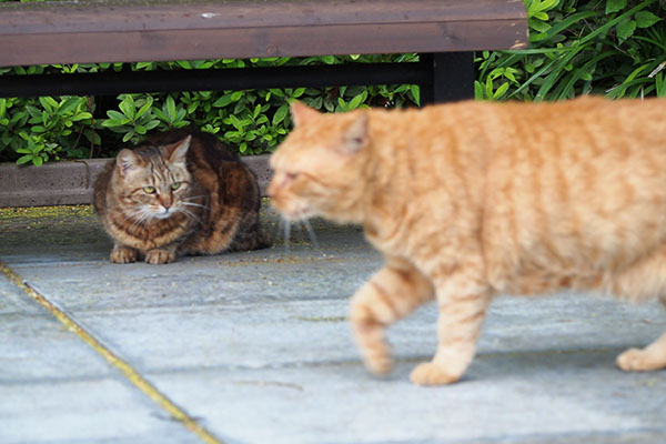 クラタンの前を通過するコルレ