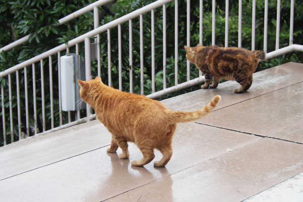 仲良しに見えるクラタンとコルレ