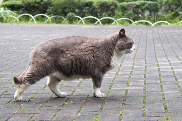 オット　ドッグショーのポーズか