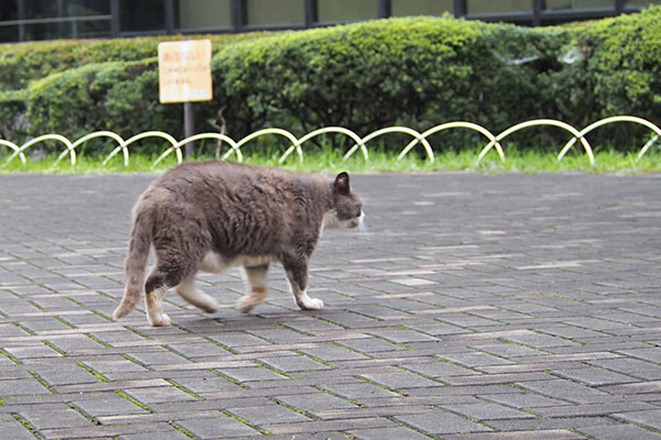 オット　背中がおじぃにゃんみたい