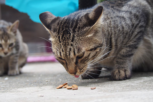 シマヲ食べる　見てるらいた