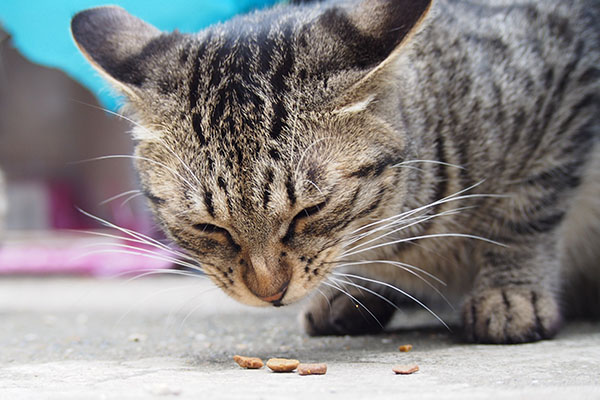 シマヲ　必死のお顔で食べる