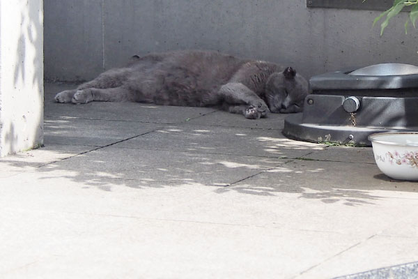 猛暑の日のロシグレ君