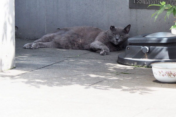 猛暑の日のロシグレ君　顔上げた