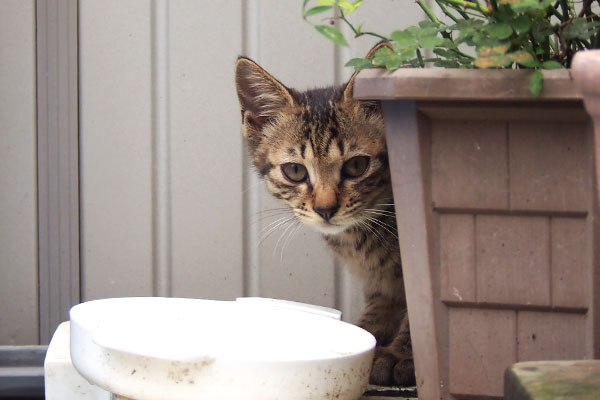 こい太　植木鉢の横から