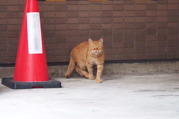 カブ　こちらへ