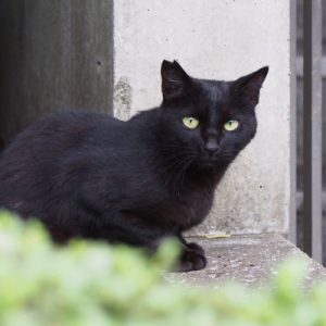 ぎろり　キト