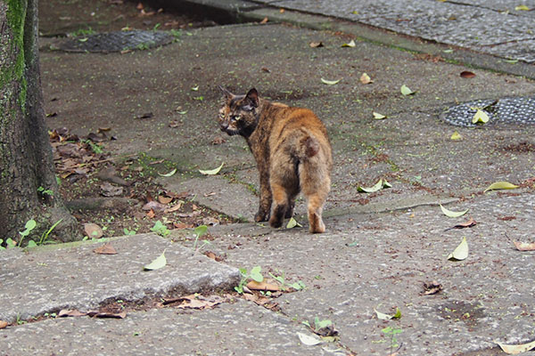 クロテ　振り返る雫を見る