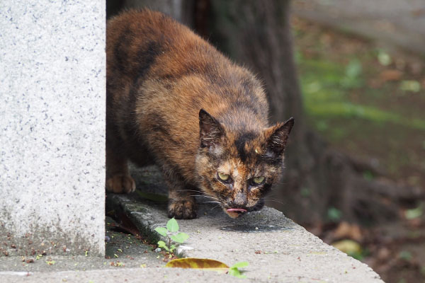 クロテ　食べる